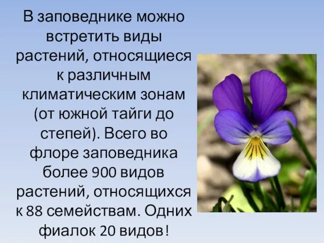 В заповеднике можно встретить виды растений, относящиеся к различным климатическим зонам (от