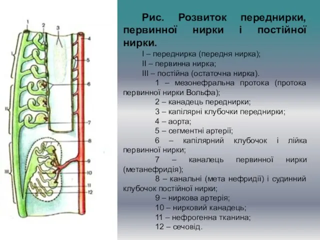 Рис. Розвиток переднирки, первинної нирки і постійної нирки. I – переднирка (передня