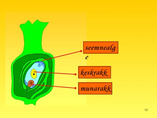 seemnealge keskrakk munarakk