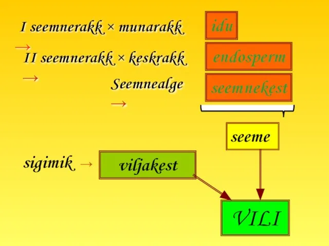 I seemnerakk × munarakk → II seemnerakk × keskrakk → seeme Seemnealge