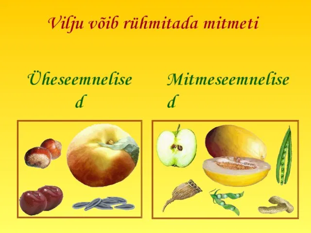 Vilju võib rühmitada mitmeti Üheseemnelised Mitmeseemnelised