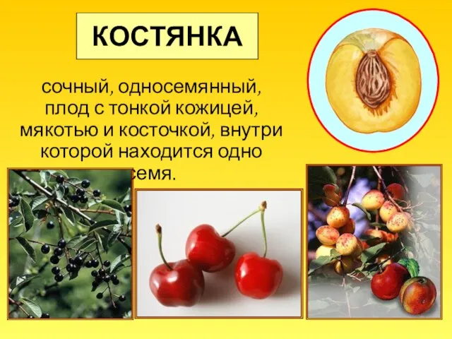 КОСТЯНКА сочный, односемянный, плод с тонкой кожицей, мякотью и косточкой, внутри которой находится одно семя.