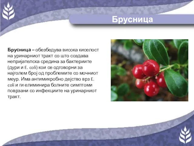 Брусница Брусница – обезбедува висока киселост на уринарниот тракт со што создава