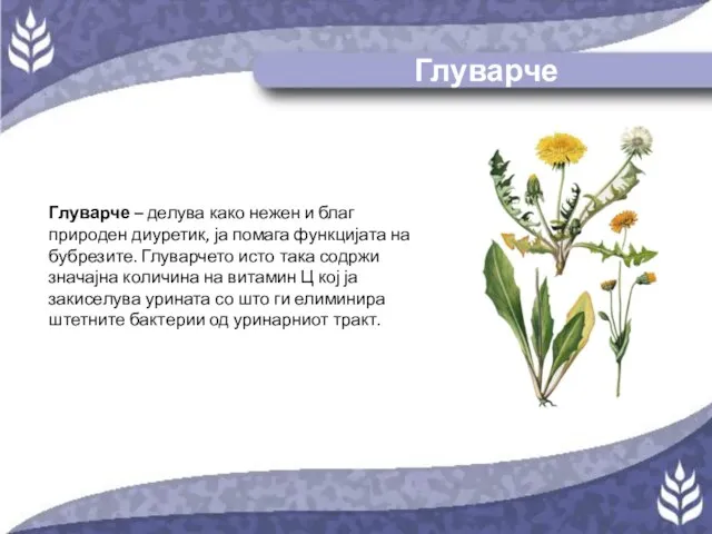 Глуварче Глуварче – делува како нежен и благ природен диуретик, ја помага