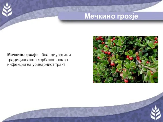 Мечкино грозје Мечкино грозје – благ диуретик и традиционален хербален лек за инфекции на уринарниот тракт.