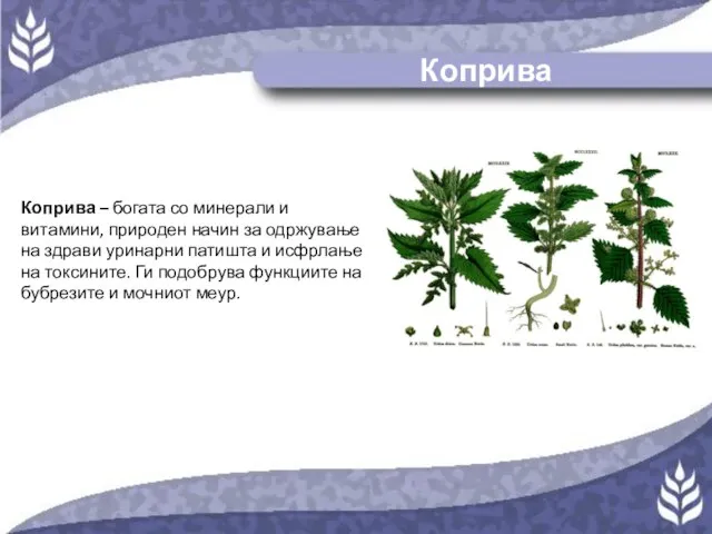 Коприва Коприва – богата со минерали и витамини, природен начин за одржување