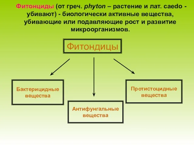 Фитонциды (от греч. phyton – растение и лат. caedo - убивают) -