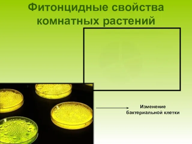 Фитонцидные свойства комнатных растений Изменение бактериальной клетки