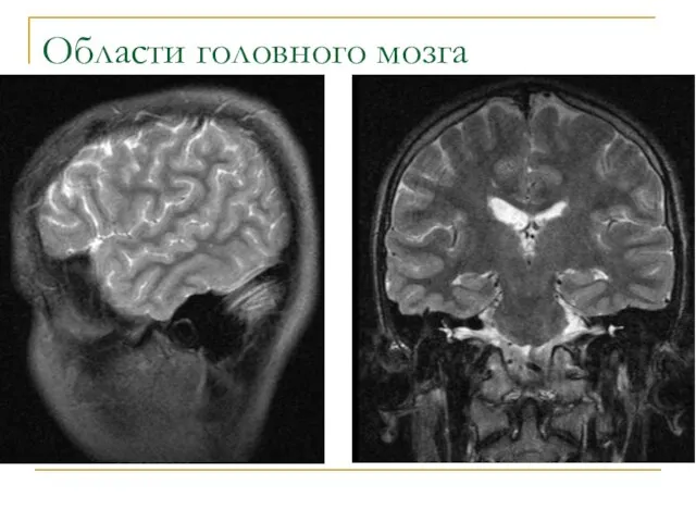 Области головного мозга