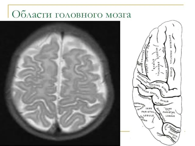 Области головного мозга