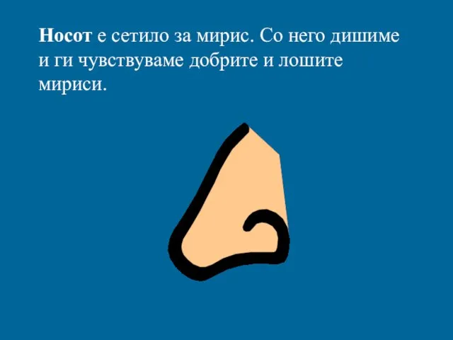 Носот е сетило за мирис. Со него дишиме и ги чувствуваме добрите и лошите мириси.