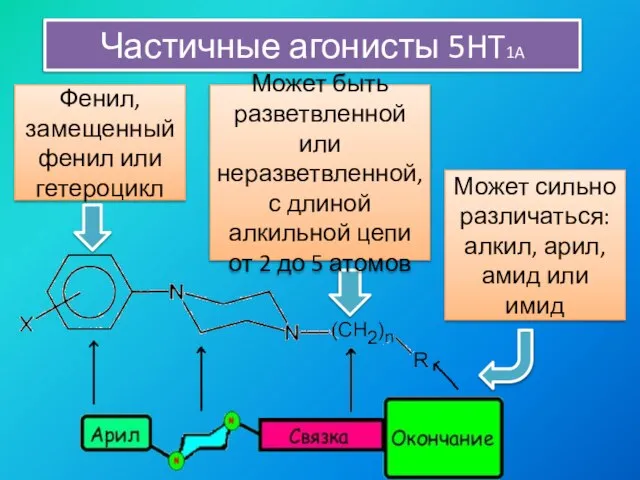 Частичные агонисты 5HT1A Фенил, замещенный фенил или гетероцикл Может быть разветвленной или