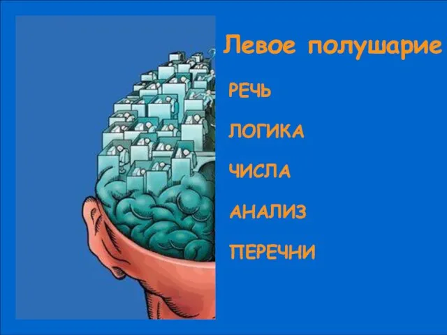 Левое полушарие РЕЧЬ ЛОГИКА ЧИСЛА АНАЛИЗ ПЕРЕЧНИ