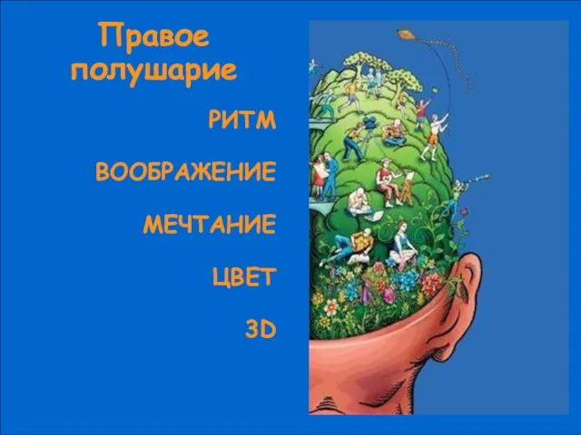 Правое полушарие РИТМ ВООБРАЖЕНИЕ МЕЧТАНИЕ ЦВЕТ 3D