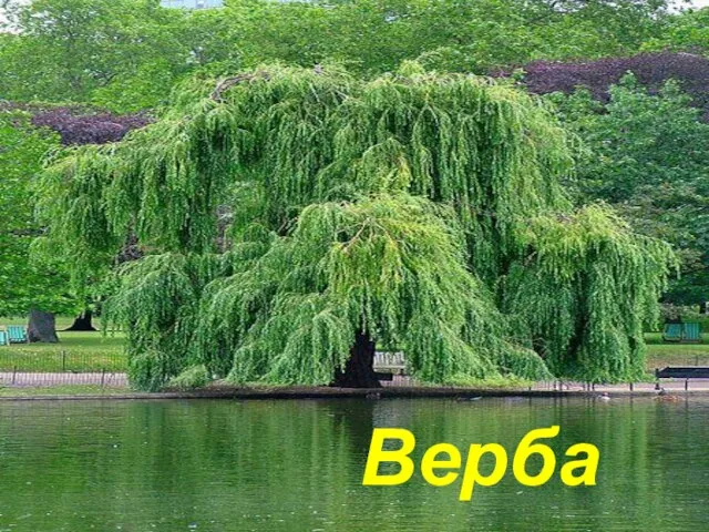 Верба