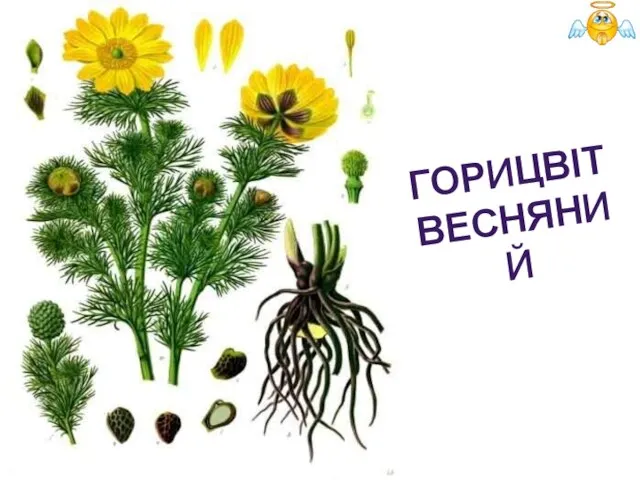 ГОРИЦВІТ ВЕСНЯНИЙ