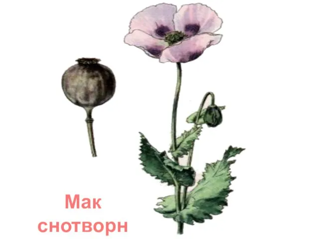 Мак снотворний