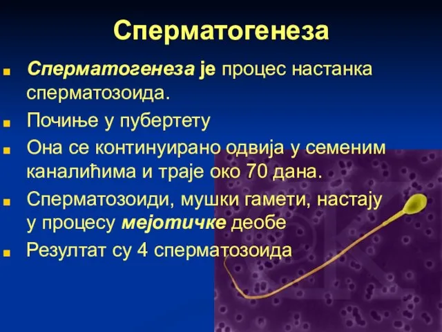 Сперматогенеза Сперматогенеза је процес настанка сперматозоида. Почиње у пубертету Она се континуирано