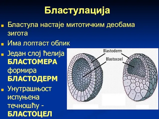 Бластулација Бластула настаје митотичким деобама зигота Има лоптаст облик Један слој ћелија