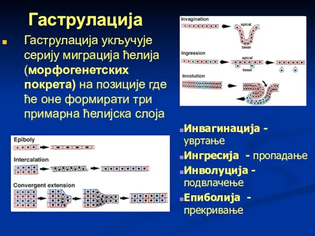 Гаструлација Гаструлација укључује серију миграција ћелија (морфогенетских покрета) на позиције где ће