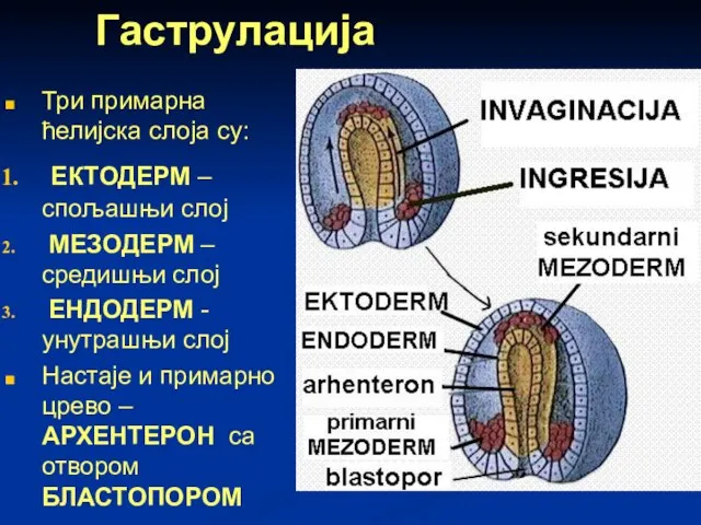 Гаструлација Три примарна ћелијска слоја су: ЕКТОДЕРМ – спољашњи слој МЕЗОДЕРМ –