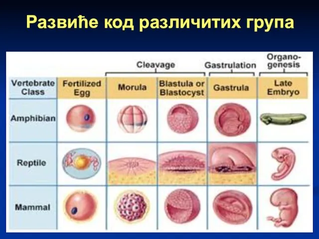 Развиће код различитих група