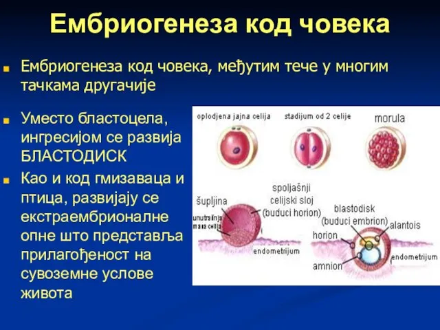 Ембриогенеза код човека Уместо бластоцела, ингресијом се развија БЛАСТОДИСК Као и код