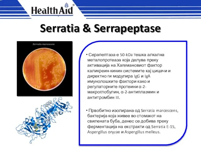 Serratia & Serrapeptase Серапептаза е 50-kDa тешка алкална металопротеаза која делува преку