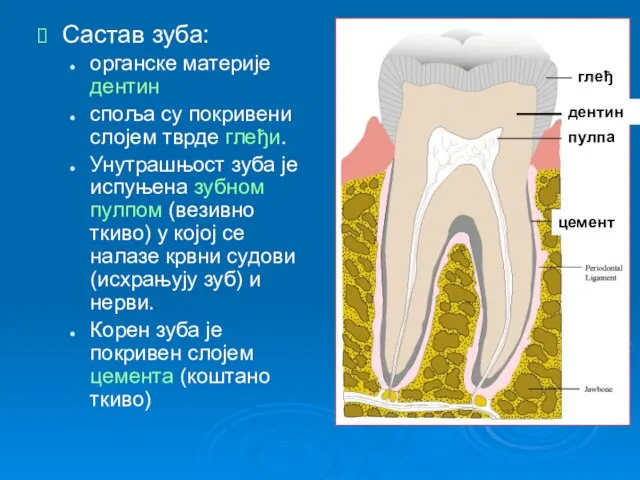 Састав зуба: органске материје дентин споља су покривени слојем тврде глеђи. Унутрашњост