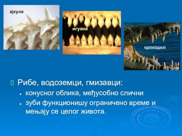 Рибе, водоземци, гмизавци: конусног облика, међусобно слични зуби функционишу ограничено време и