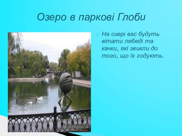 На озері вас будуть вітати лебеді та качки, які звикли до того,