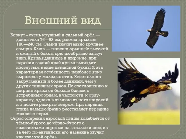 Внешний вид Беркут - очень крупный и сильный орёл — длина тела