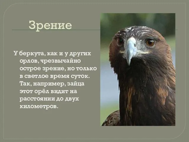 Зрение У беркута, как и у других орлов, чрезвычайно острое зрение, но