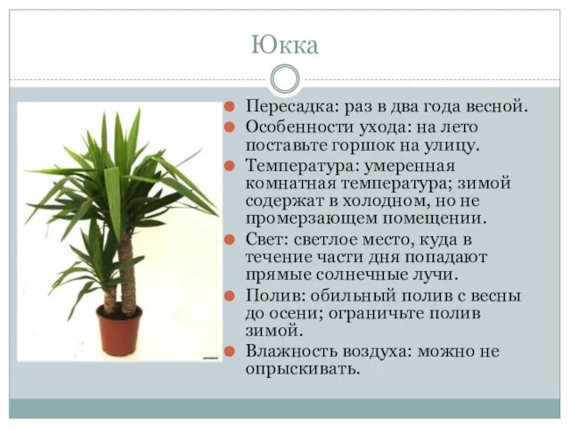 Юкка Пересадка: раз в два года весной. Особенности ухода: на лето поставьте