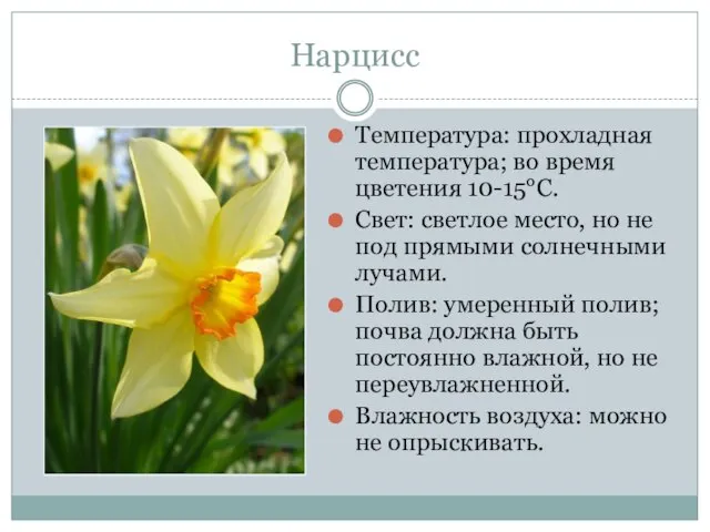 Нарцисс Температура: прохладная температура; во время цветения 10-15°С. Свет: светлое место, но
