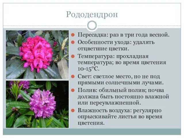 Рододендрон Пересадка: раз в три года весной. Особенности ухода: удалять отцветшие цветки.
