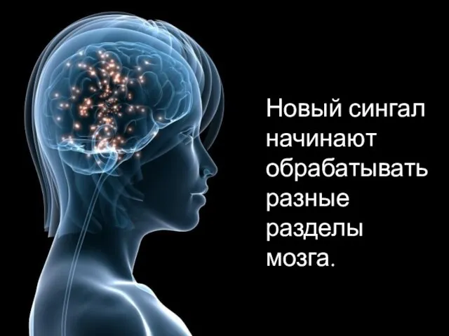 Новый сингал начинают обрабатывать разные разделы мозга.