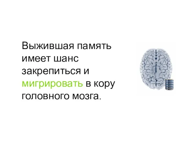 Выжившая память имеет шанс закрепиться и мигрировать в кору головного мозга.