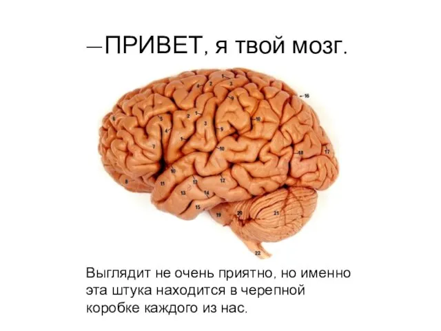 —ПРИВЕТ, я твой мозг. Выглядит не очень приятно, но именно эта штука