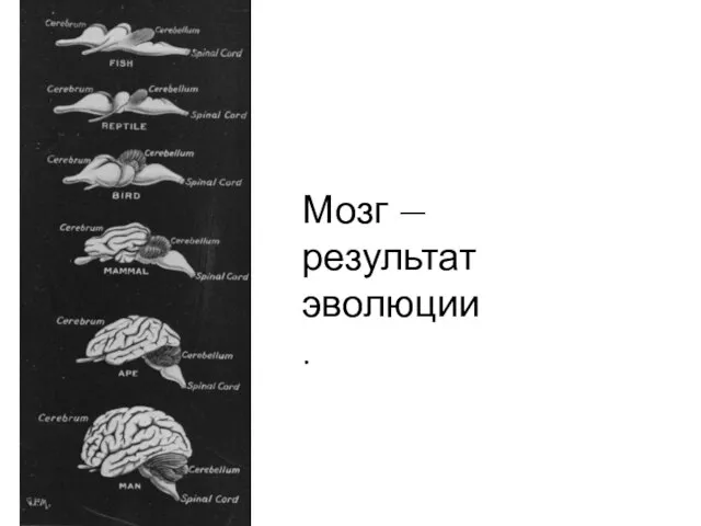 Мозг — результат эволюции.