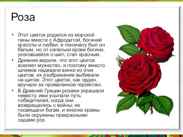 Роза Этот цветок родился из морской пены вместе с Афродитой, богиней красоты