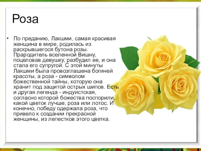 Роза По преданию, Лакшми, самая красивая женщина в мире, родилась из раскрывшегося