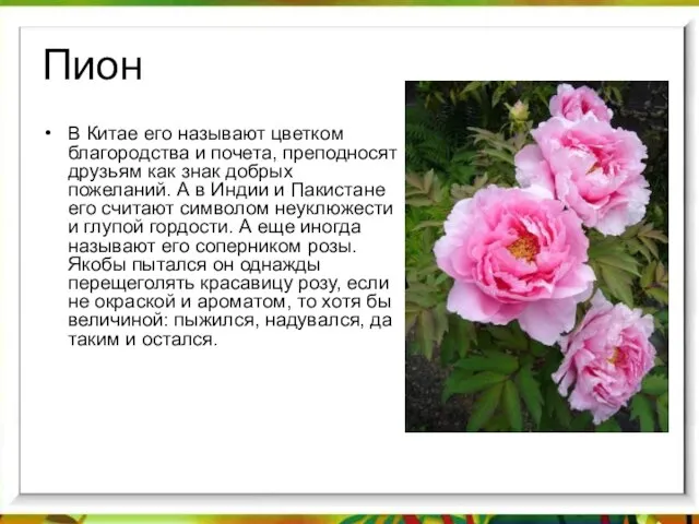 Пион В Китае его называют цветком благородства и почета, преподносят друзьям как