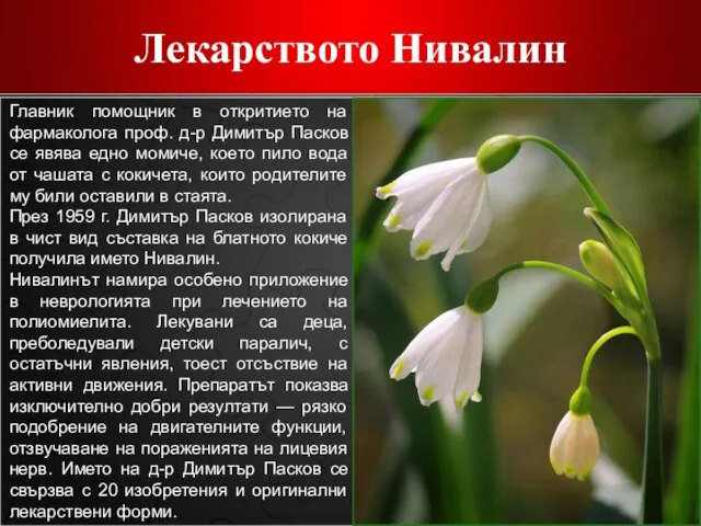 Лекарството Нивалин Главник помощник в откритието на фармаколога проф. д-р Димитър Пасков