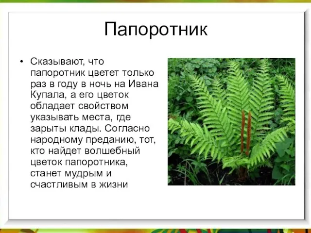 Папоротник Сказывают, что папоротник цветет только раз в году в ночь на