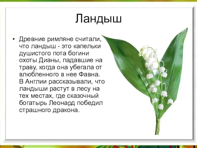 Ландыш Древние римляне считали, что ландыш - это капельки душистого пота богини