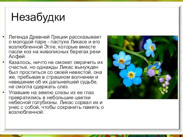 Незабудки Легенда Древней Греции рассказывает о молодой паре - пастухе Ликасе и