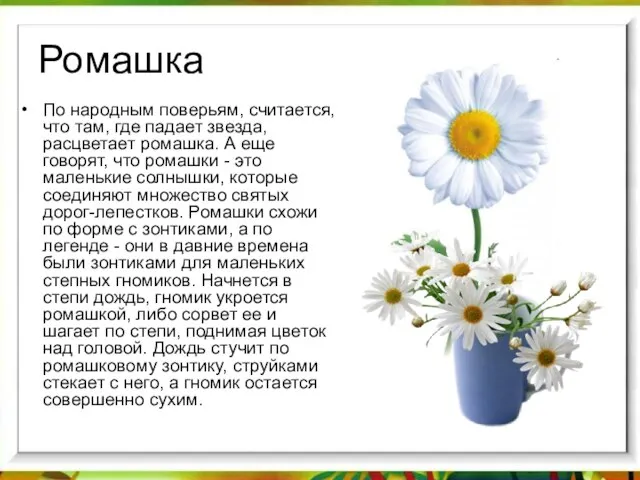 Ромашка По народным поверьям, считается, что там, где падает звезда, расцветает ромашка.