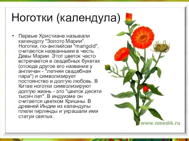 Ноготки (календула) Первые Христиане называли календулу "Золото Марии". Ноготки, по-английски "marigold", считаются