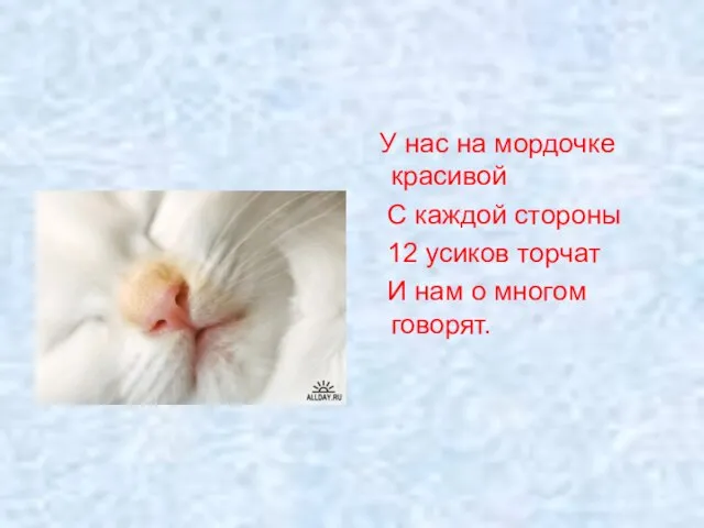 У нас на мордочке красивой С каждой стороны 12 усиков торчат И нам о многом говорят.